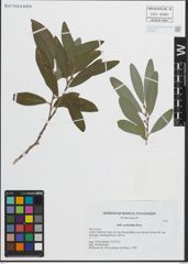 Foto von Salix pedicellata Desf.